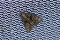 Cryphia algae