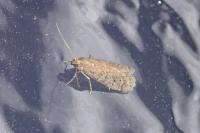 Ephestia woodiella/parasitella/elutella