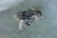 Acronicta euphorbiae