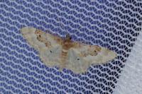 Idaea rusticata