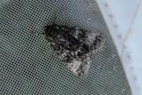 Acronicta megacephala