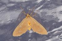 Dysauxes famula