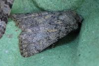 Dichagyris renigera renigera