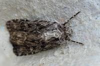 Dichagyris signifera