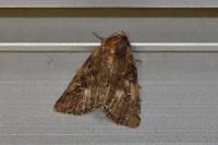 Mesapamea secalella/secalis