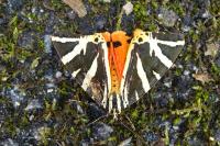 Euplagia quadripunctaria