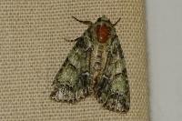 Polyphaenis sericata