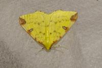 Opisthograptis luteolata