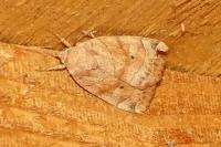 Cosmia trapezina