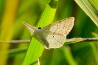 Scopula immutata