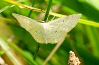 Scopula immutata