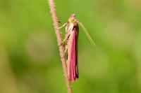Oncocera semirubella