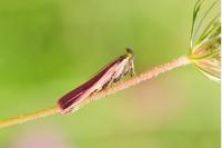 Oncocera semirubella