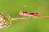 Oncocera semirubella