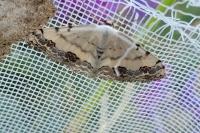 Scopula decorata