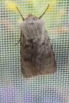 Agrotis simplonia
