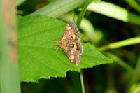 Pyrausta aurata