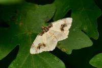 Ligdia adustata