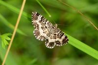 Epirrhoe tristata