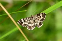 Epirrhoe tristata