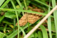 Ematurga atomaria
