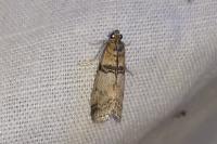 Sciota rhenella