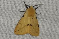 Spilarctia lutea