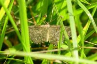 Scopula immorata