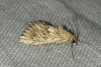 Cynaeda dentalis