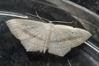 Scopula emutaria
