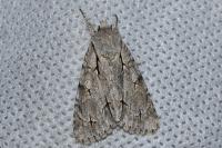 Acronicta psi/tridens
