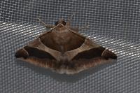 Dysgonia algira
