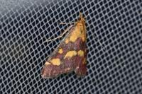 Pyrausta purpuralis