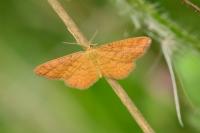 Idaea serpentata