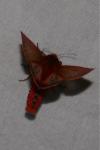 Phragmatobia fuliginosa