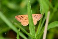 Idaea serpentata