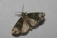Craniophora ligustri
