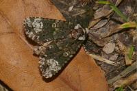 Craniophora ligustri