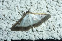 Cydalima perspectalis