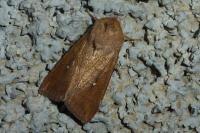Mythimna albipuncta
