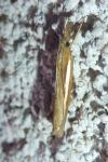 Agriphila tristella