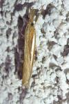 Agriphila tristella