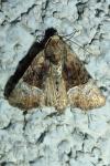 Mesoligia furuncula