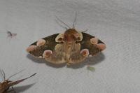 Thyatira batis