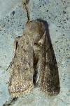 Caradrina clavipalpis