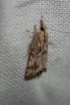 Euchromius cambridgei