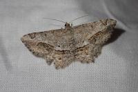 Chiasmia aestimaria