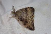 Lymantria dispar