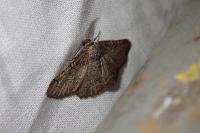 Menophra japygiaria