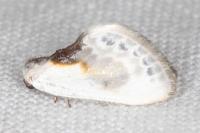 Cilix glaucata